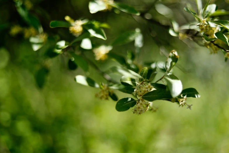 close up of an outdoor plant and a few flowers