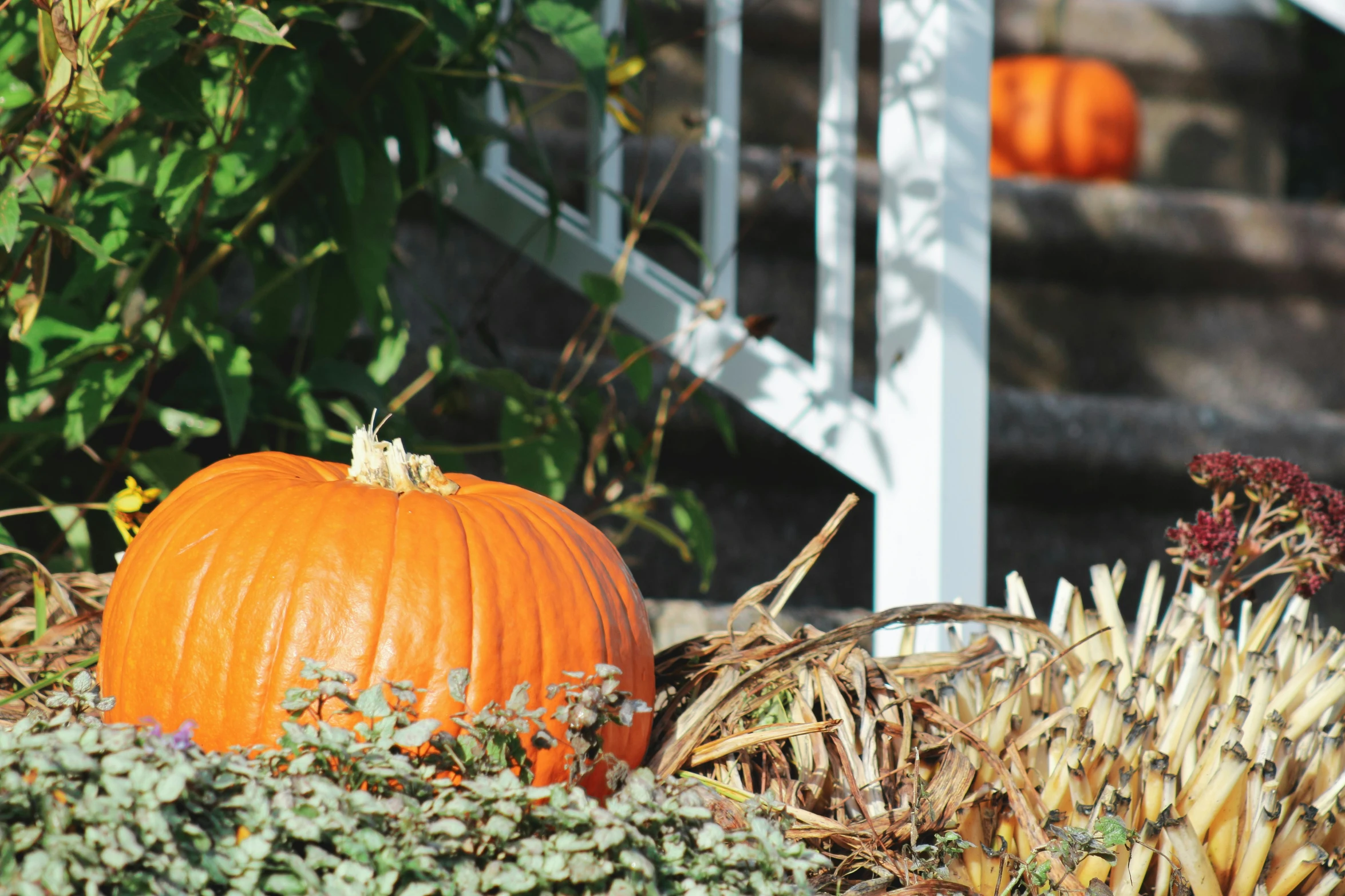 a pumpkin on the ground with several other pumpkins in the background