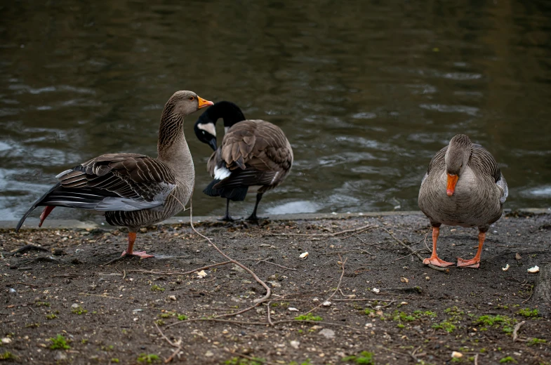 three ducks walking near the water at a lake