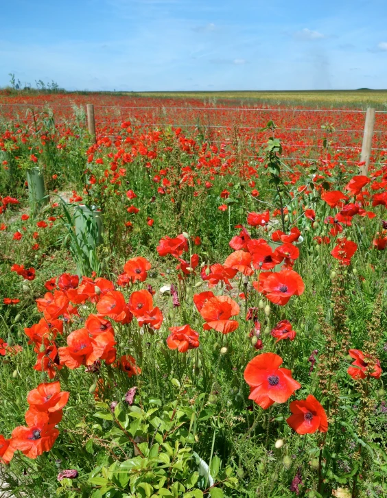 a field with many red flowers by a fence