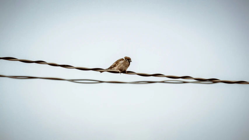 a bird is sitting on the wire while another birds sits on top