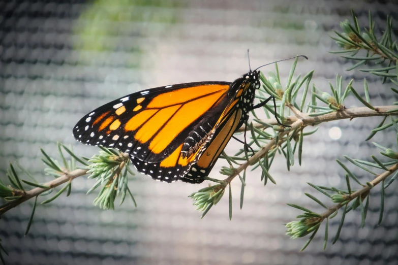 an orange erfly with black dots on its wings is resting on a tree nch