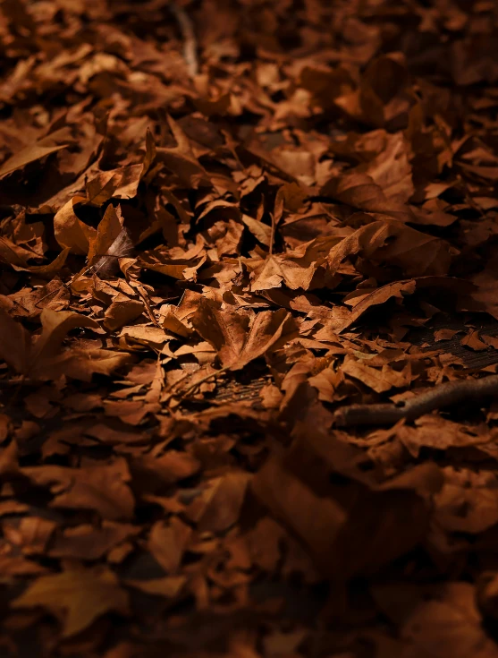 a large amount of leaves in the ground