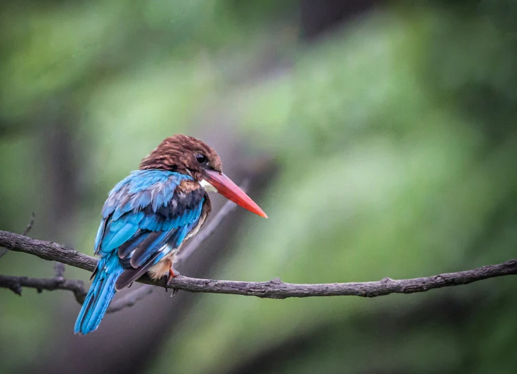 a close up of a colorful bird on a nch