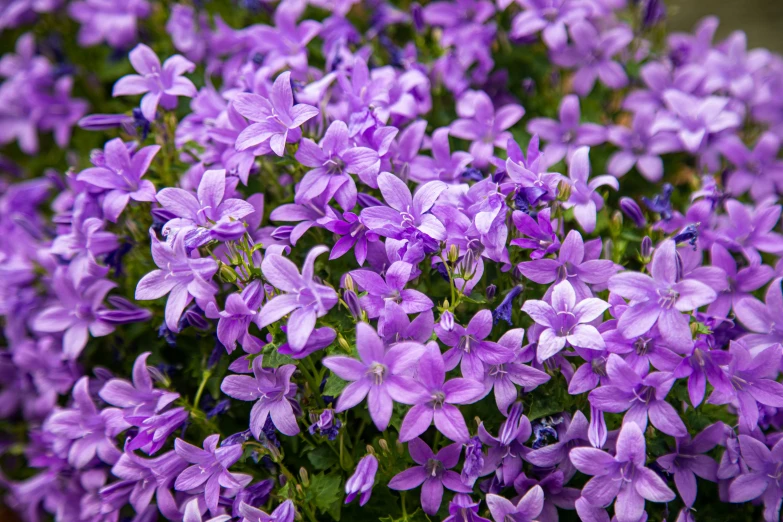 a bunch of purple flowers with lots of green leaves