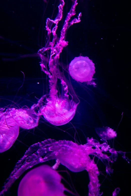 purple bubbles in a black lit aquarium