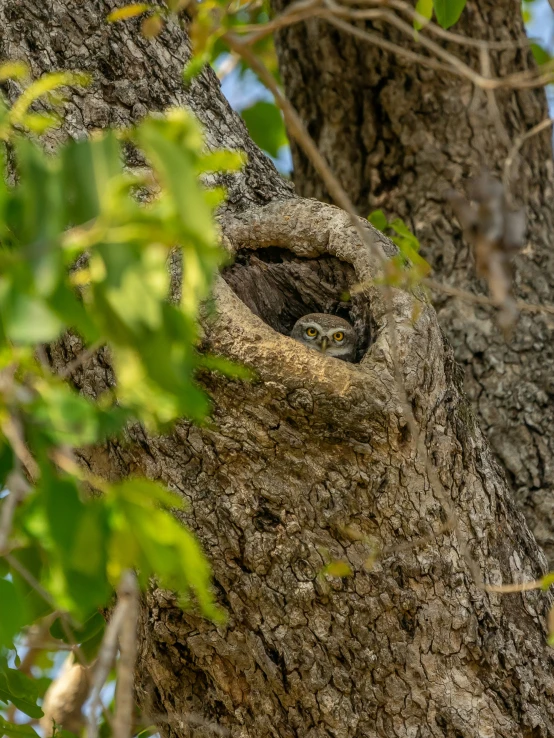 a bird that is sitting in the crook of a tree