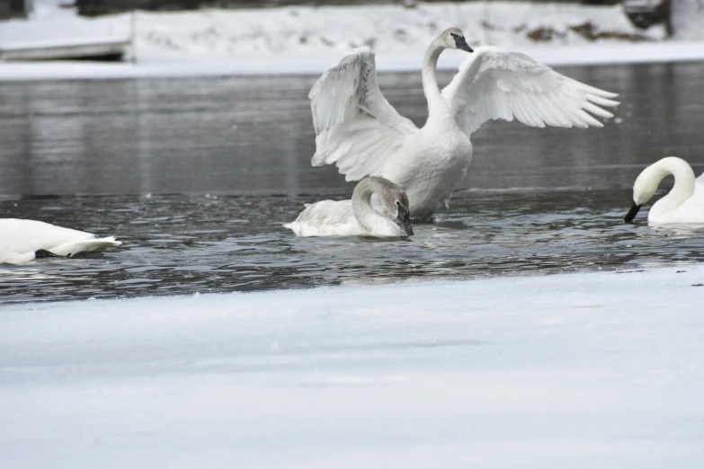 a swan spreads its wings while it feeds her baby