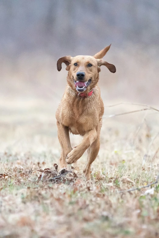 a dog runs in the grass with its mouth open