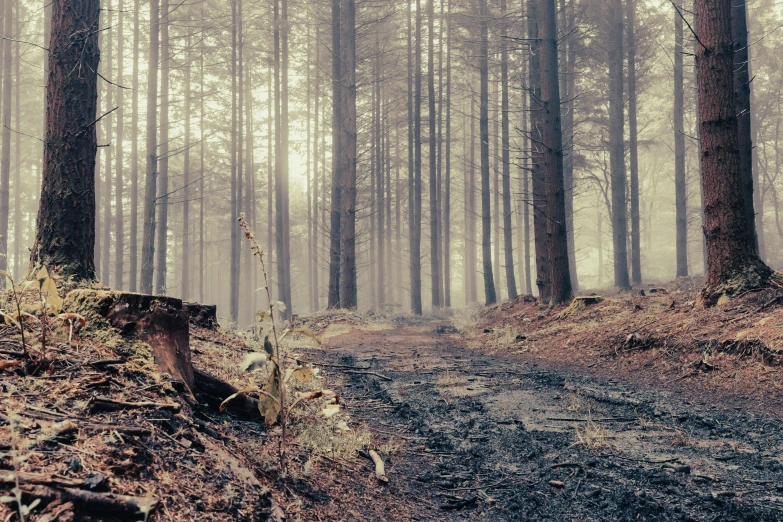 a path in the forest with fallen leaves