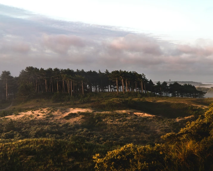 trees that are on a hill side