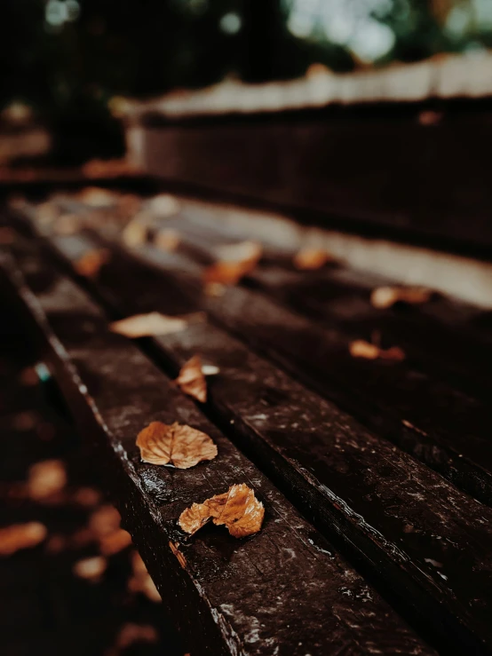 a row of brown park benches with leaves on them