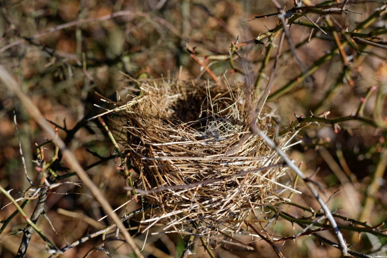 a bird nest nestled on top of twigs in the woods