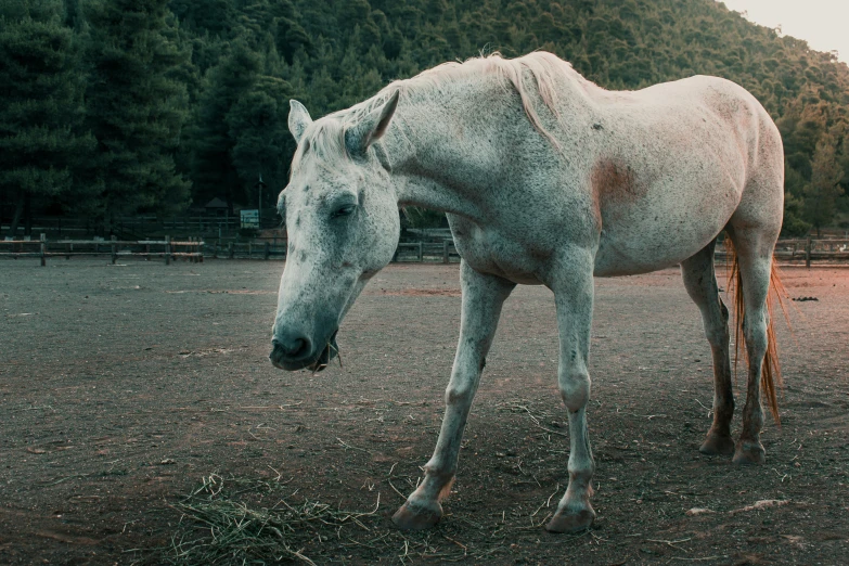 a white horse standing on top of a dirt field