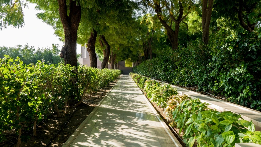 a long row of trees lined with plants