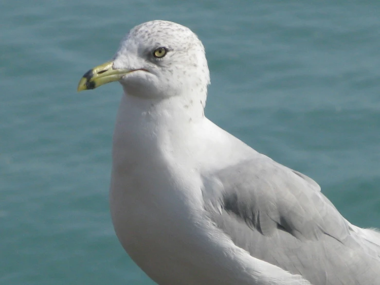 a bird on a boat by a body of water