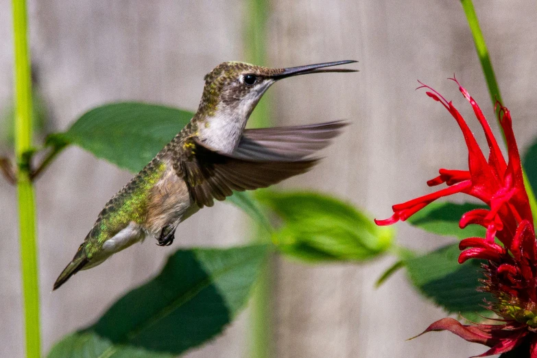 the hummingbird is flying close to the flower