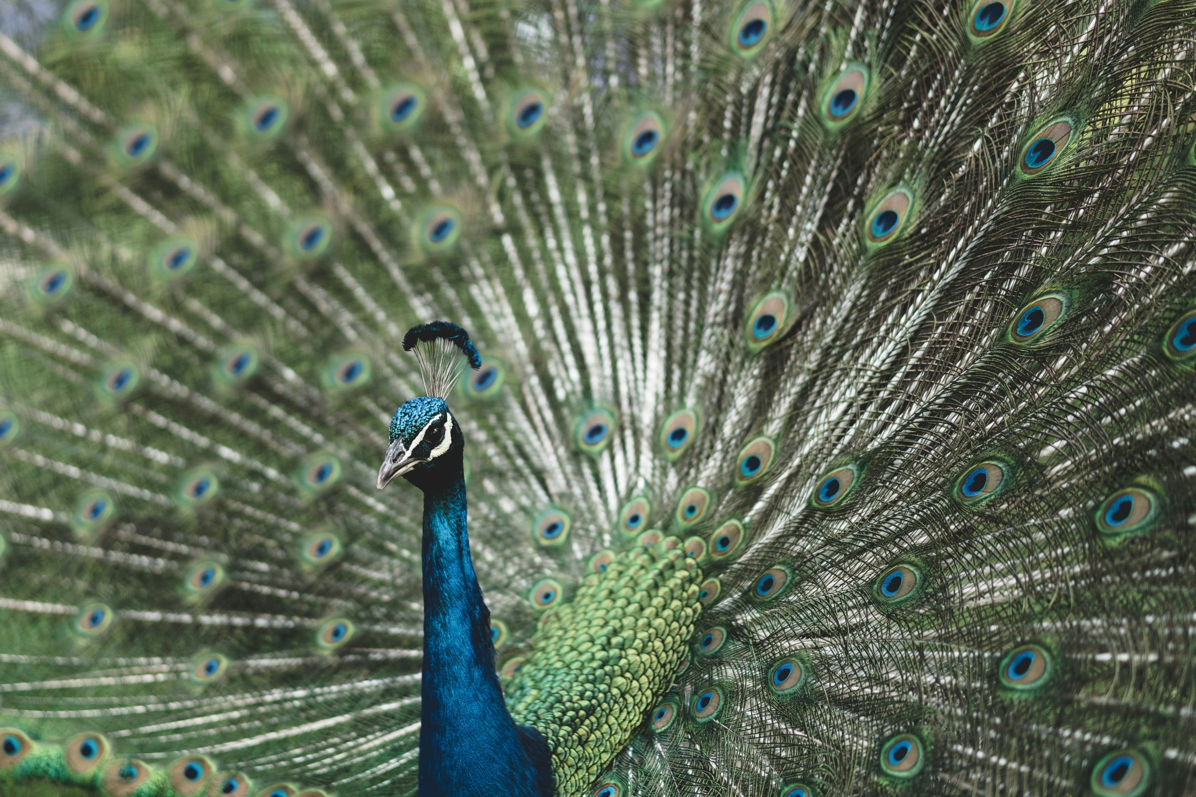 a peacock with its feathers fully spread out