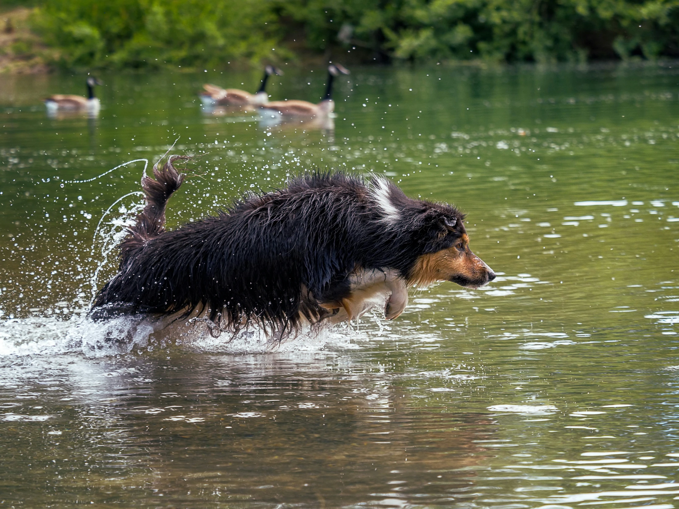 the dog is splashing water out his face into the lake