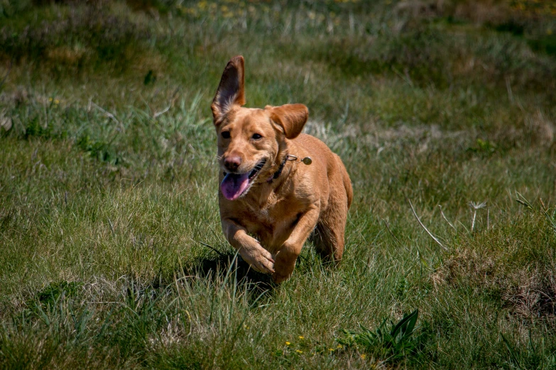 the dog is running through a field with grass