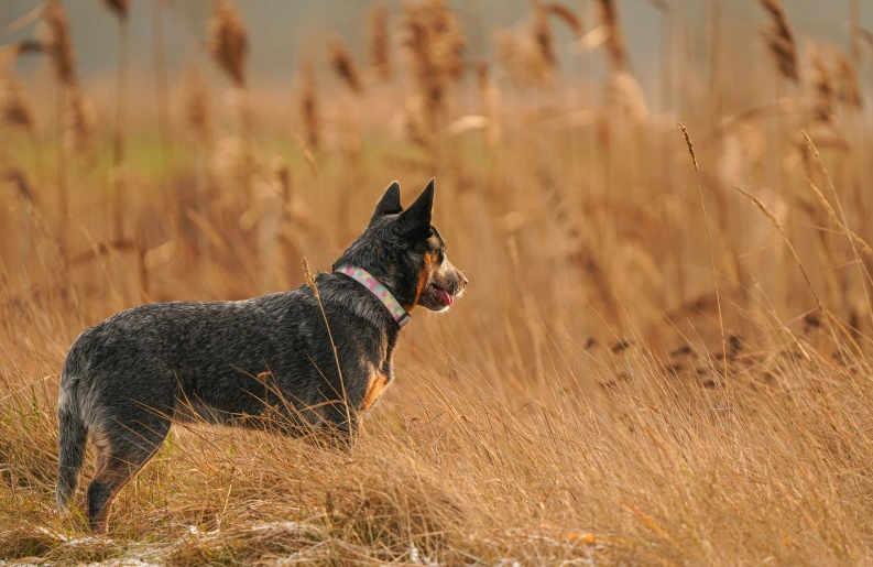 a black dog is standing by some brown grass