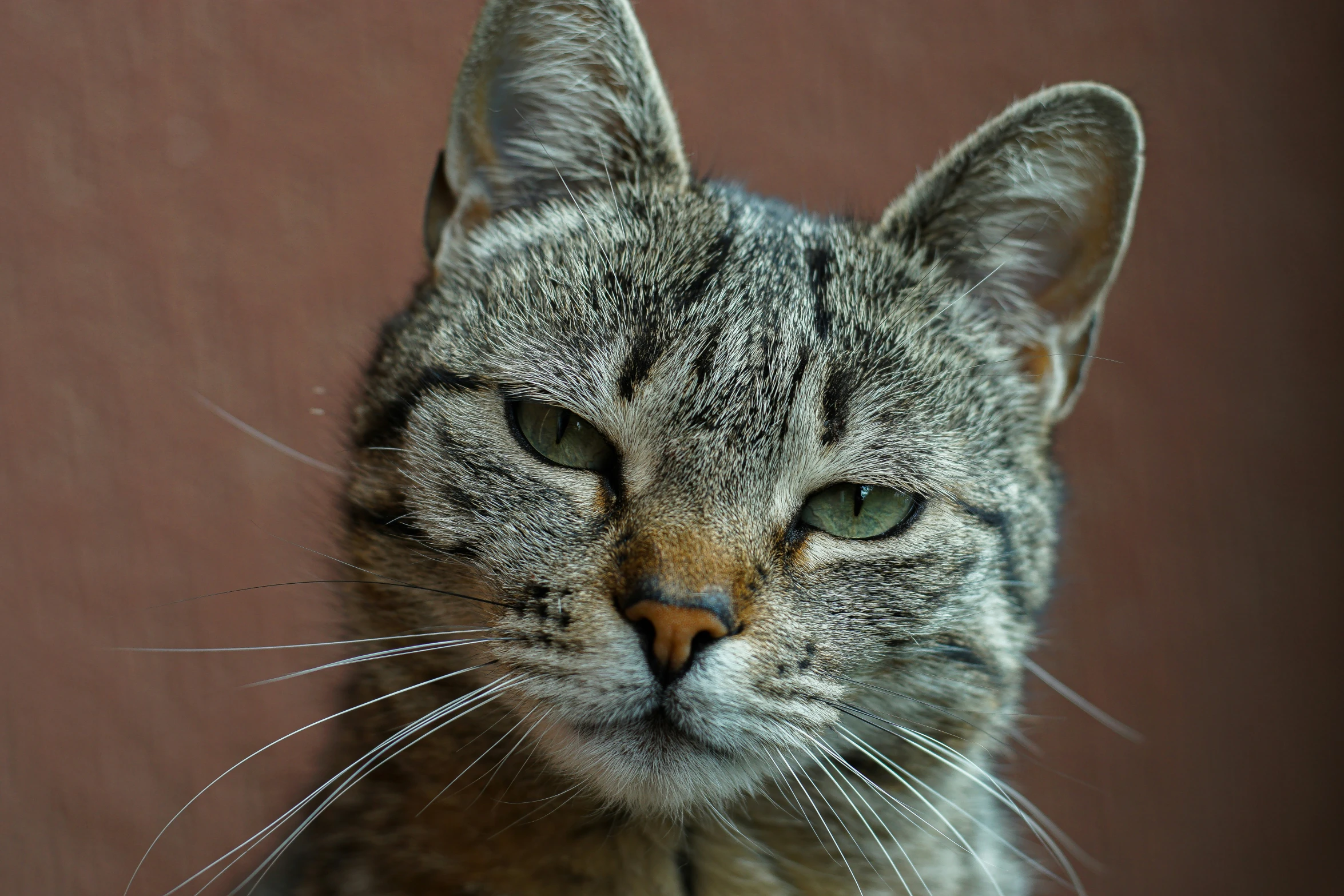 a cat with one eye on the camera