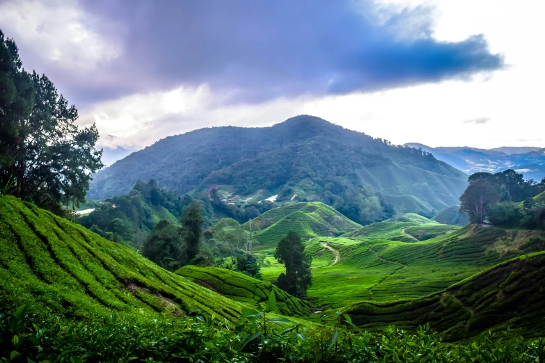 tea garden in the hills of a green valley