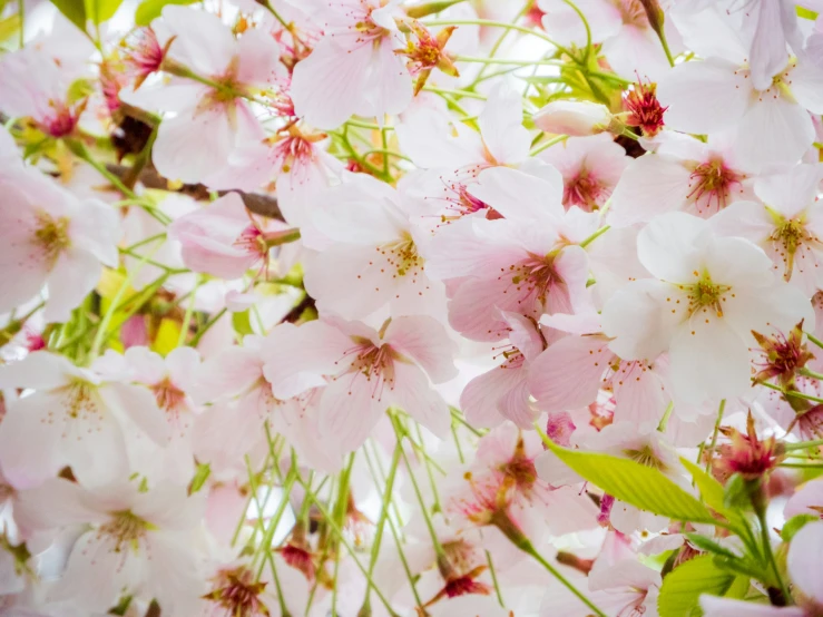 pink flowers are in full bloom against the sky