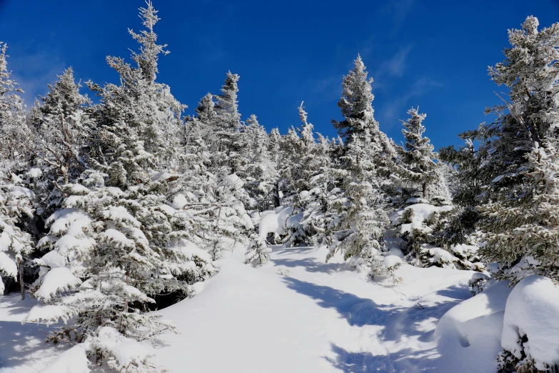 there are many snow covered trees on the hill