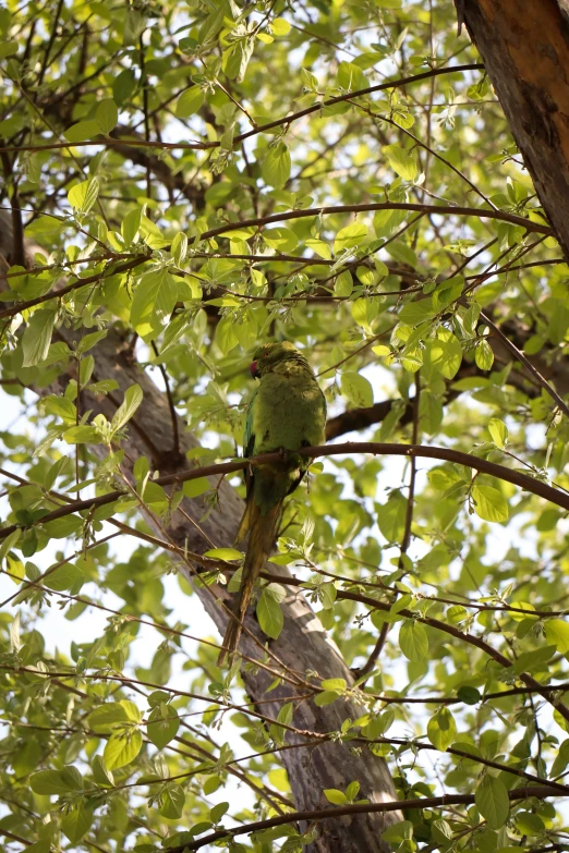 a green bird sitting on a nch of a tree