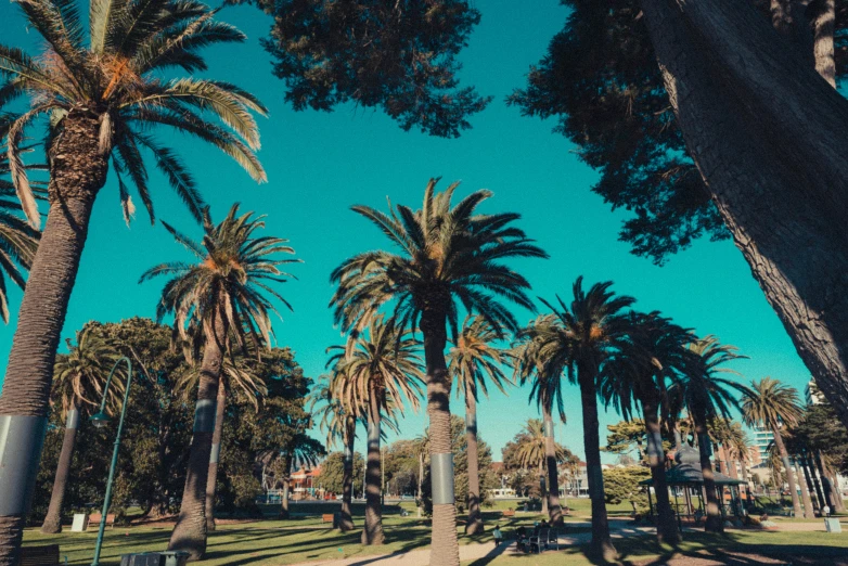 palm trees line a path in a park on a bright sunny day