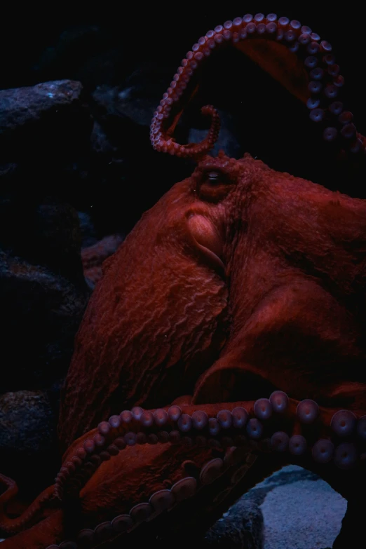 a dark, colorful octo is laying on some rocks