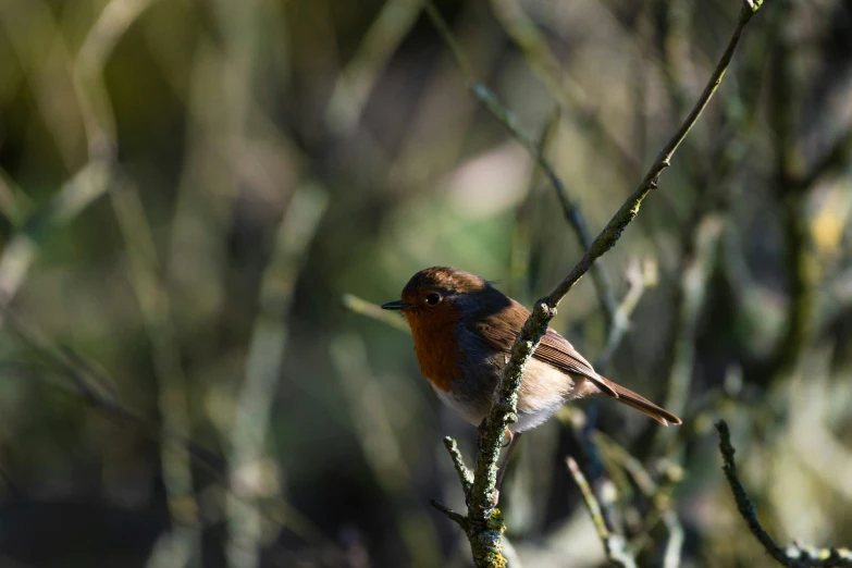 the small bird is perched on a small twig