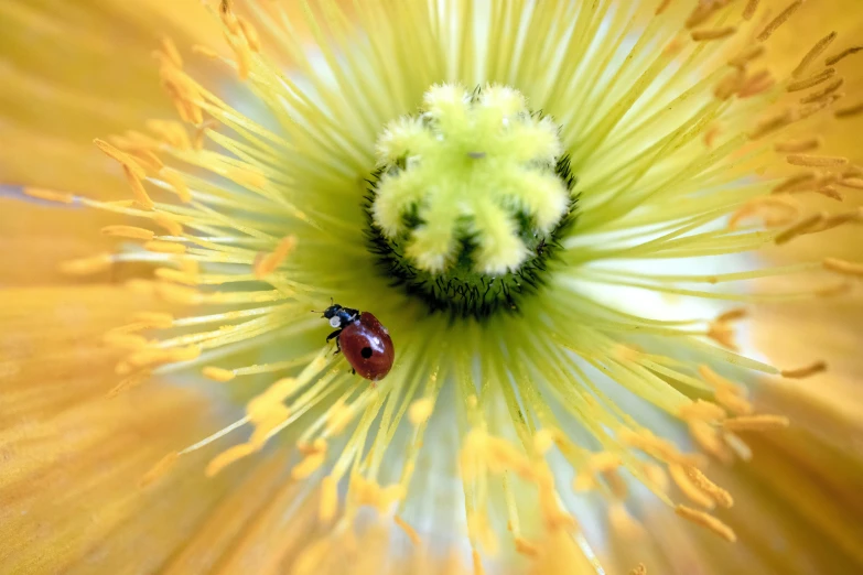 a single small bug sitting on the center of a flower