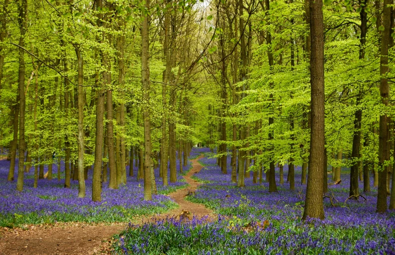 a trail splits through the woods with bluebells in bloom