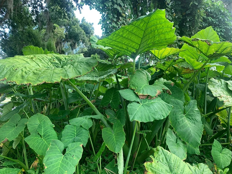 green plants are in the middle of the forest