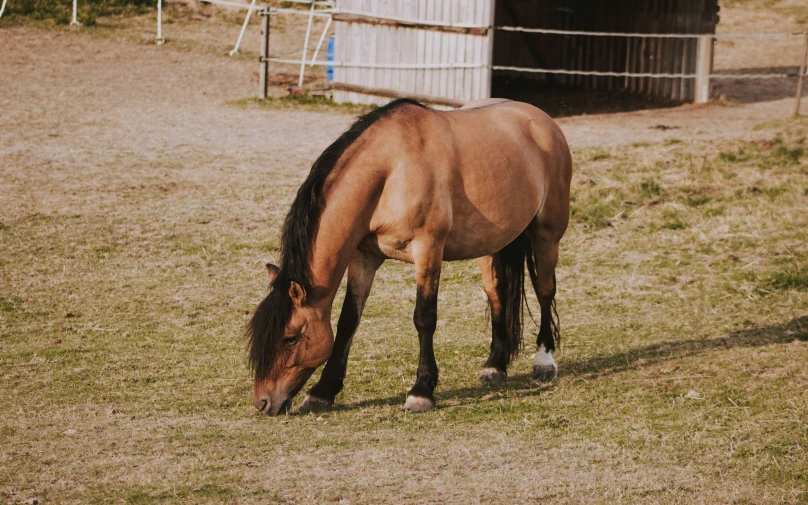 the horse is eating grass on the ground