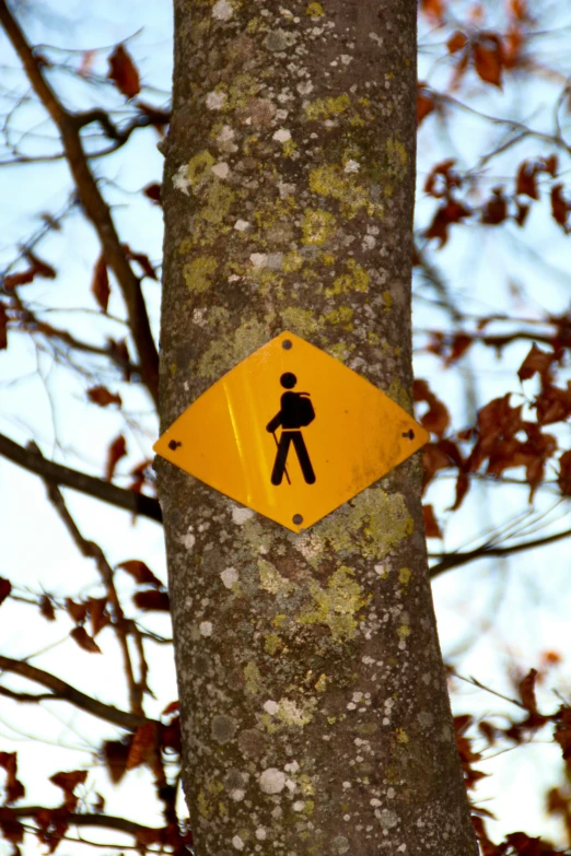 a pedestrian crossing sign in front of a bare tree