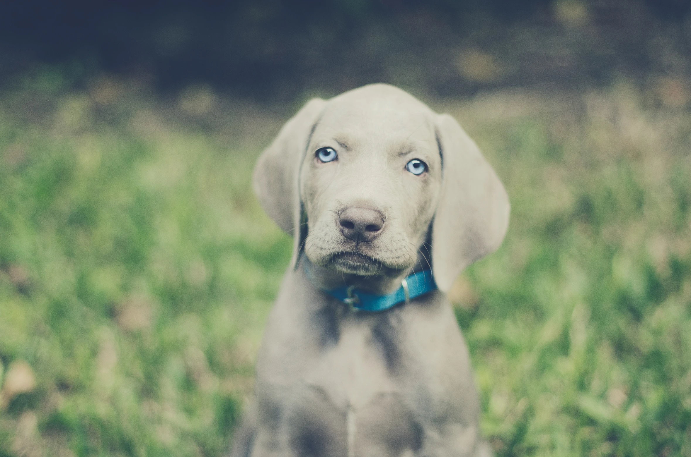 a dog that is standing up in the grass