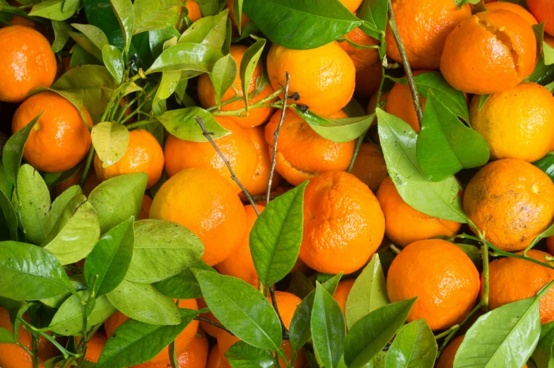 an up close view of some oranges with leaves