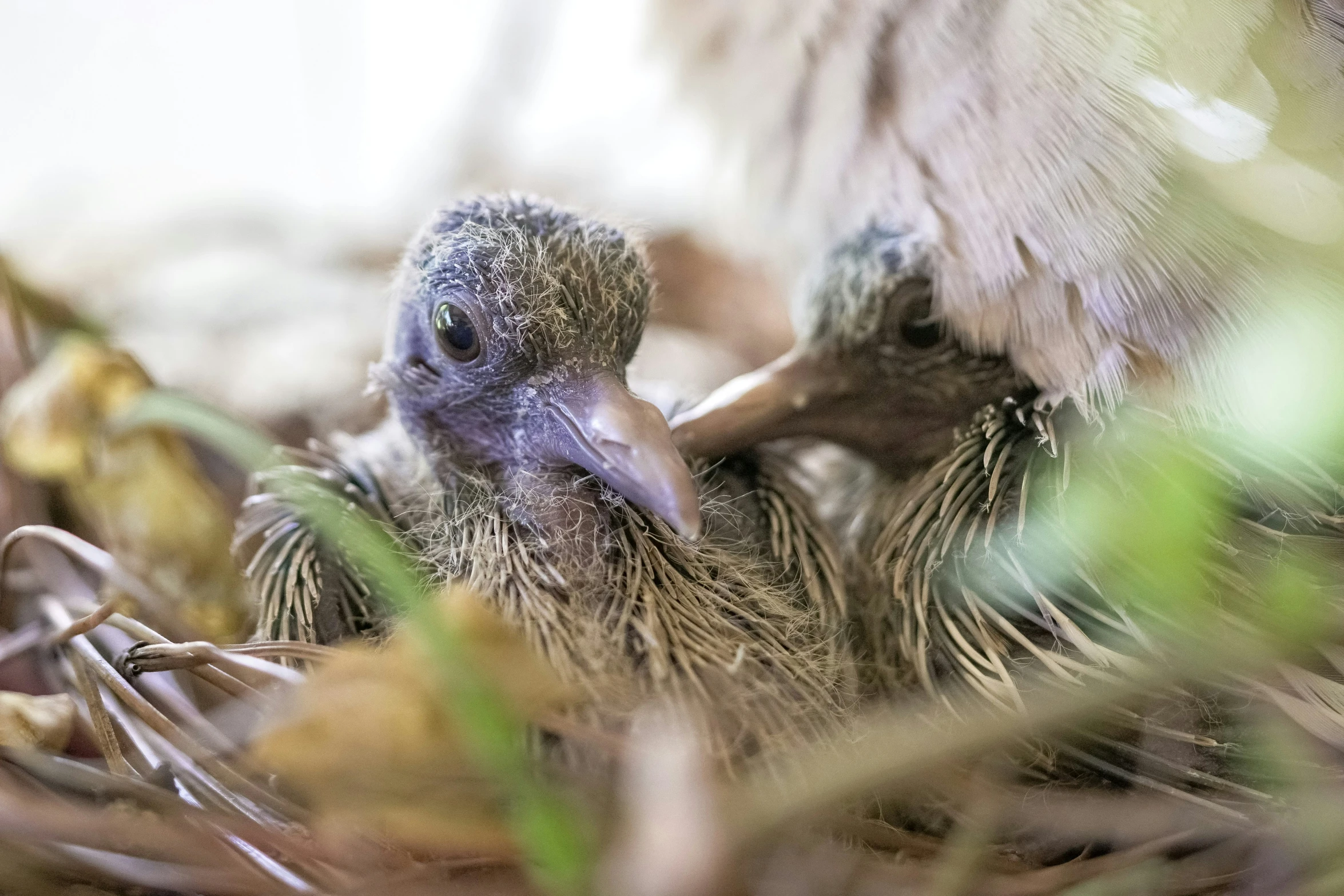 there is a young bird laying on the ground