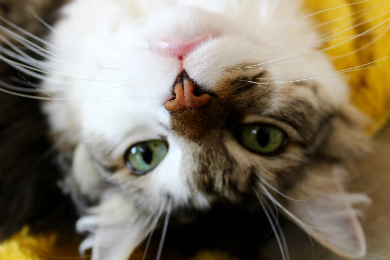 a white cat with green eyes has a banana in it's paws