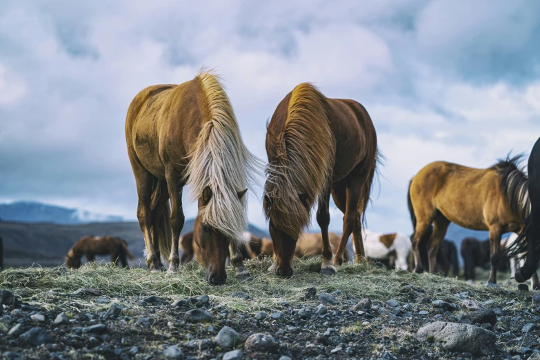 horses are eating grass from the ground on a cloudy day