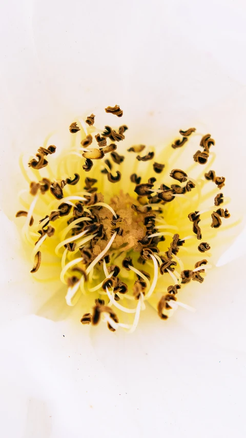 an odd looking po of the top of a white flower