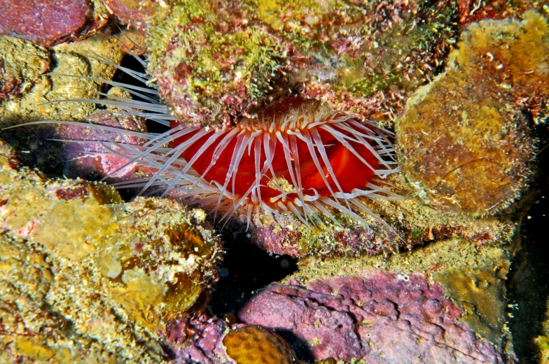 a wormfish in a coral with lots of water on it