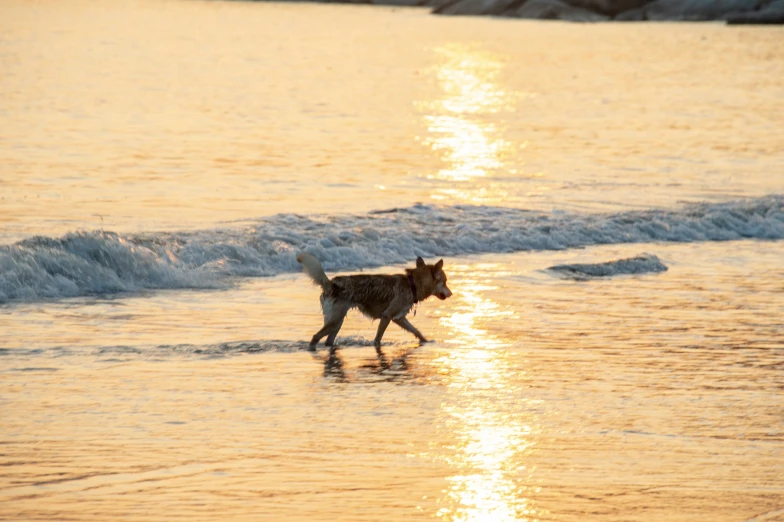 a dog running through the water at the beach