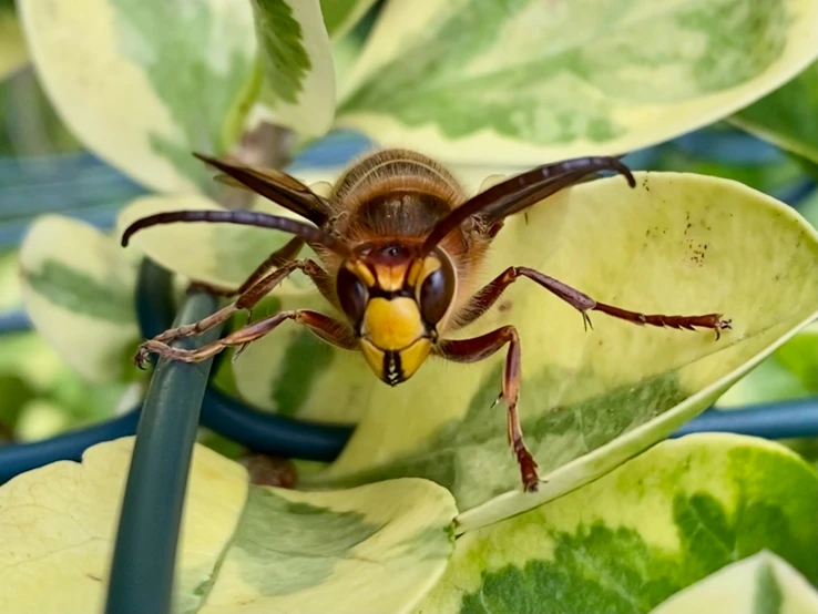 a close - up po of an insect's head and legs