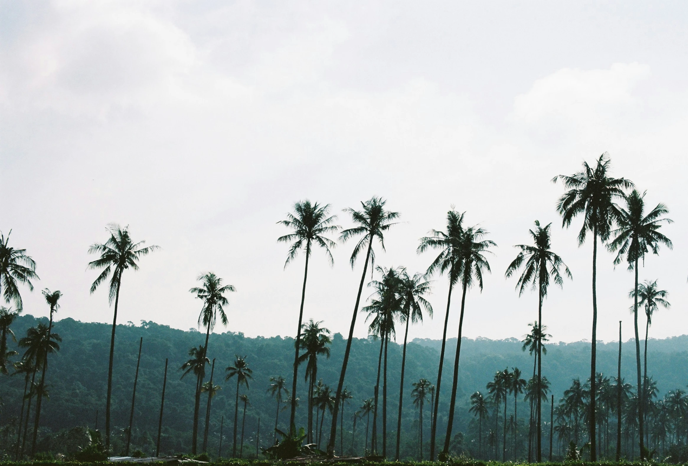 a number of palm trees near one another