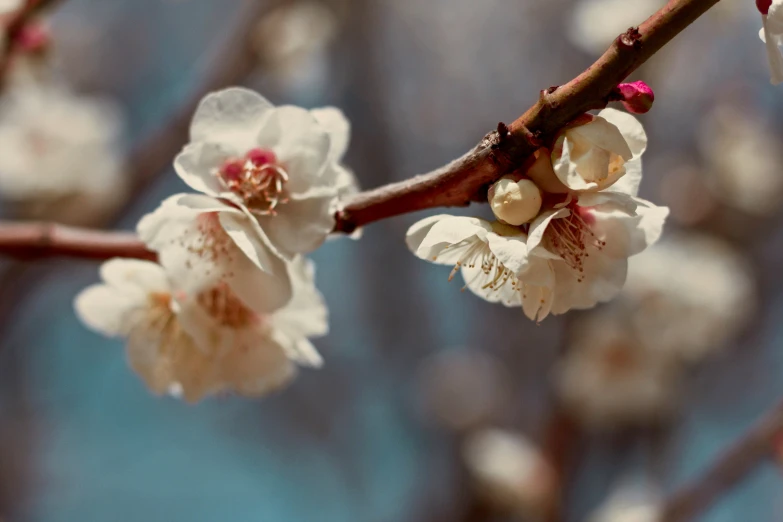 white flowers blooming on a small tree