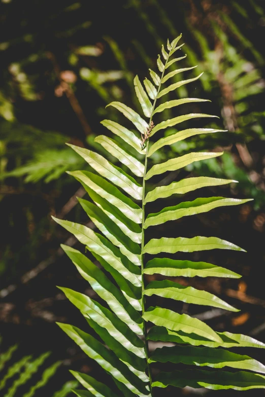 a green plant that is in a forest